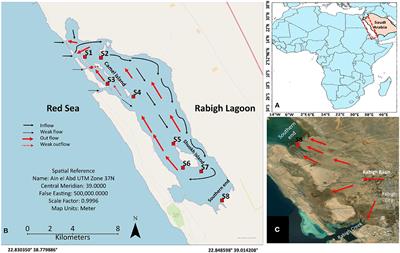 Environmental Factors Causing Stress in Avicennia marina Mangrove in Rabigh Lagoon Along the Red Sea: Based on a Multi-Approach Study